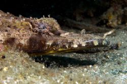 Crocodile fish. You think he's ugly in the pic - you shou... by Larissa Roorda 